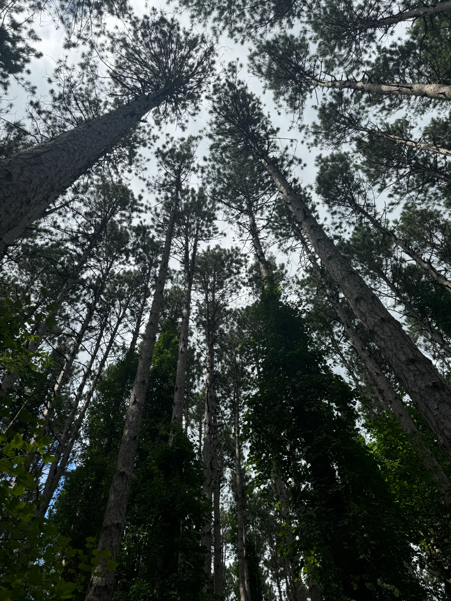 Asset